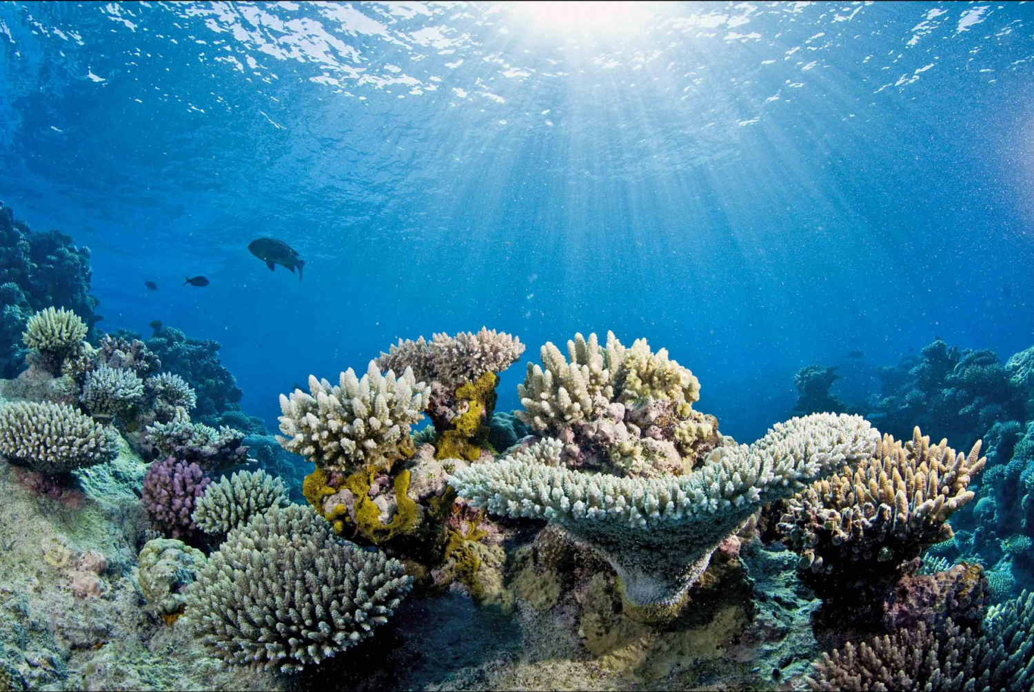 Coral Gardens