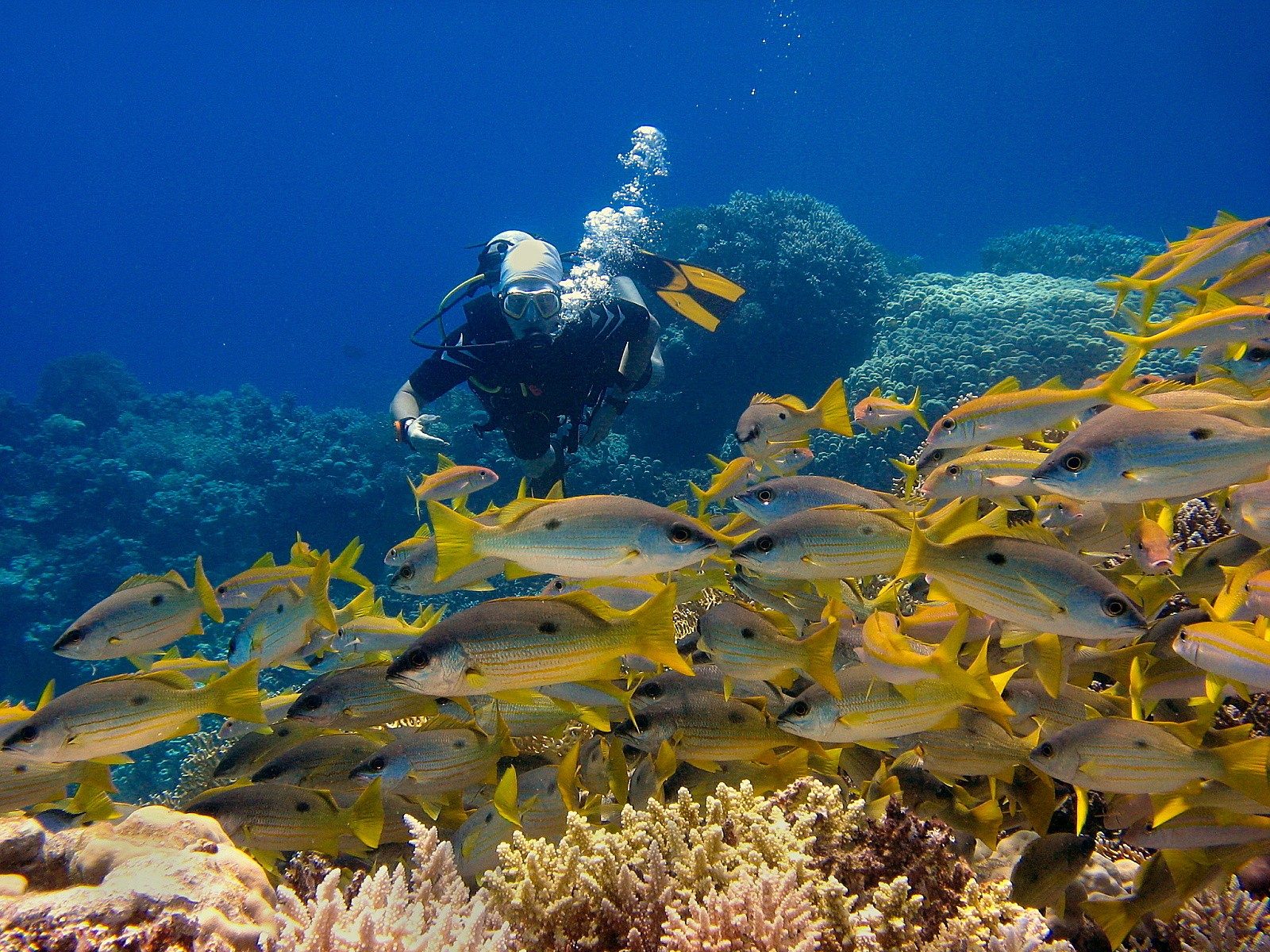Your experience at Scuba Diving Sharm El Sheikh