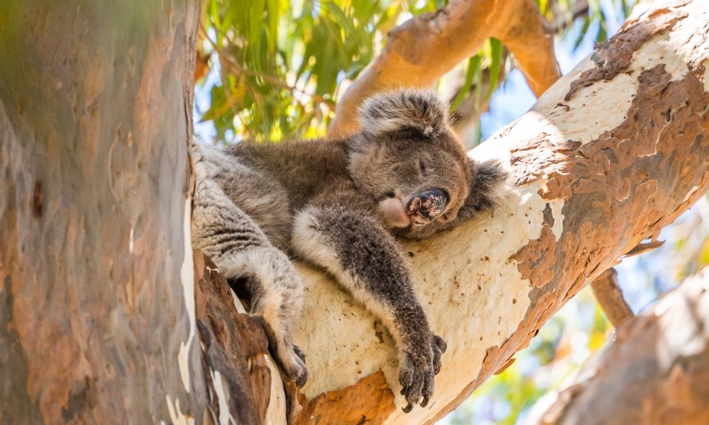Yanchep National Park