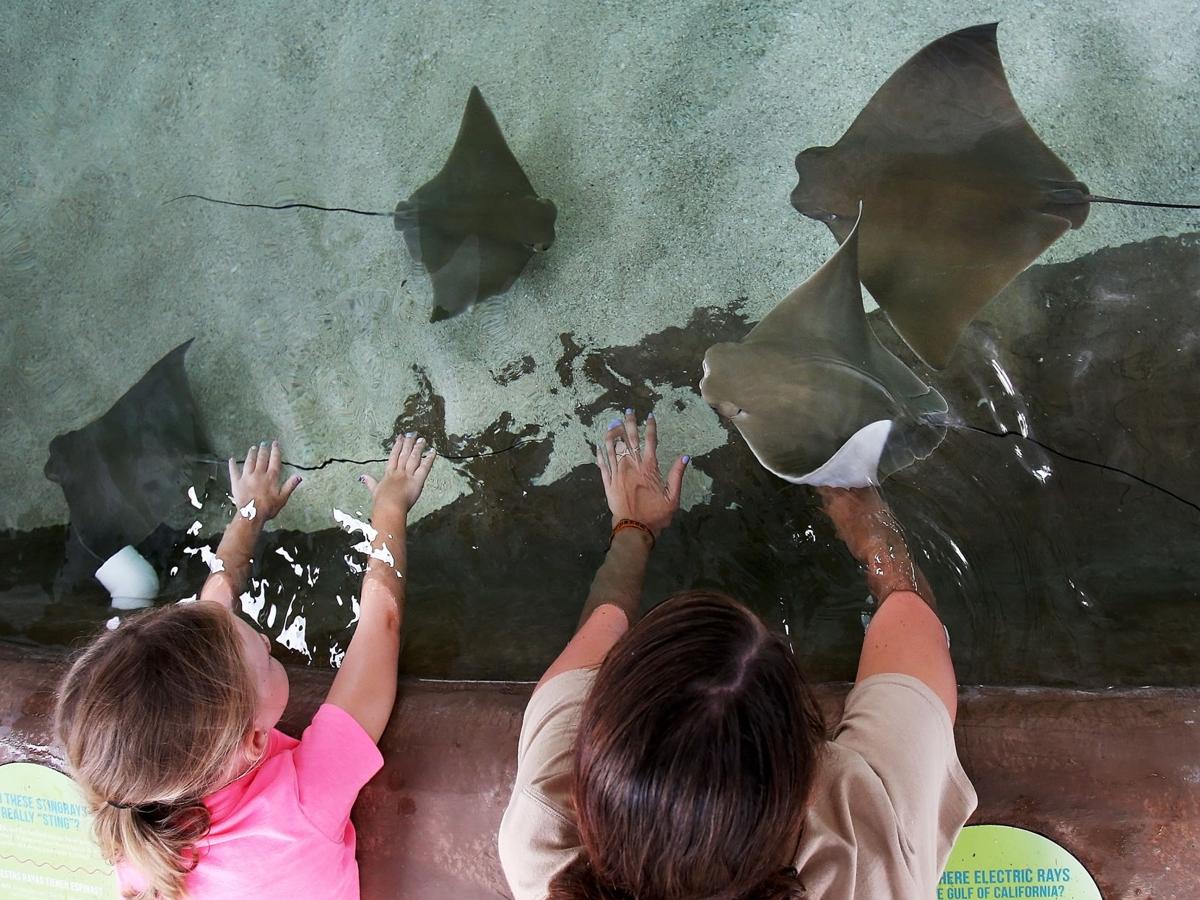 Touch Tanks