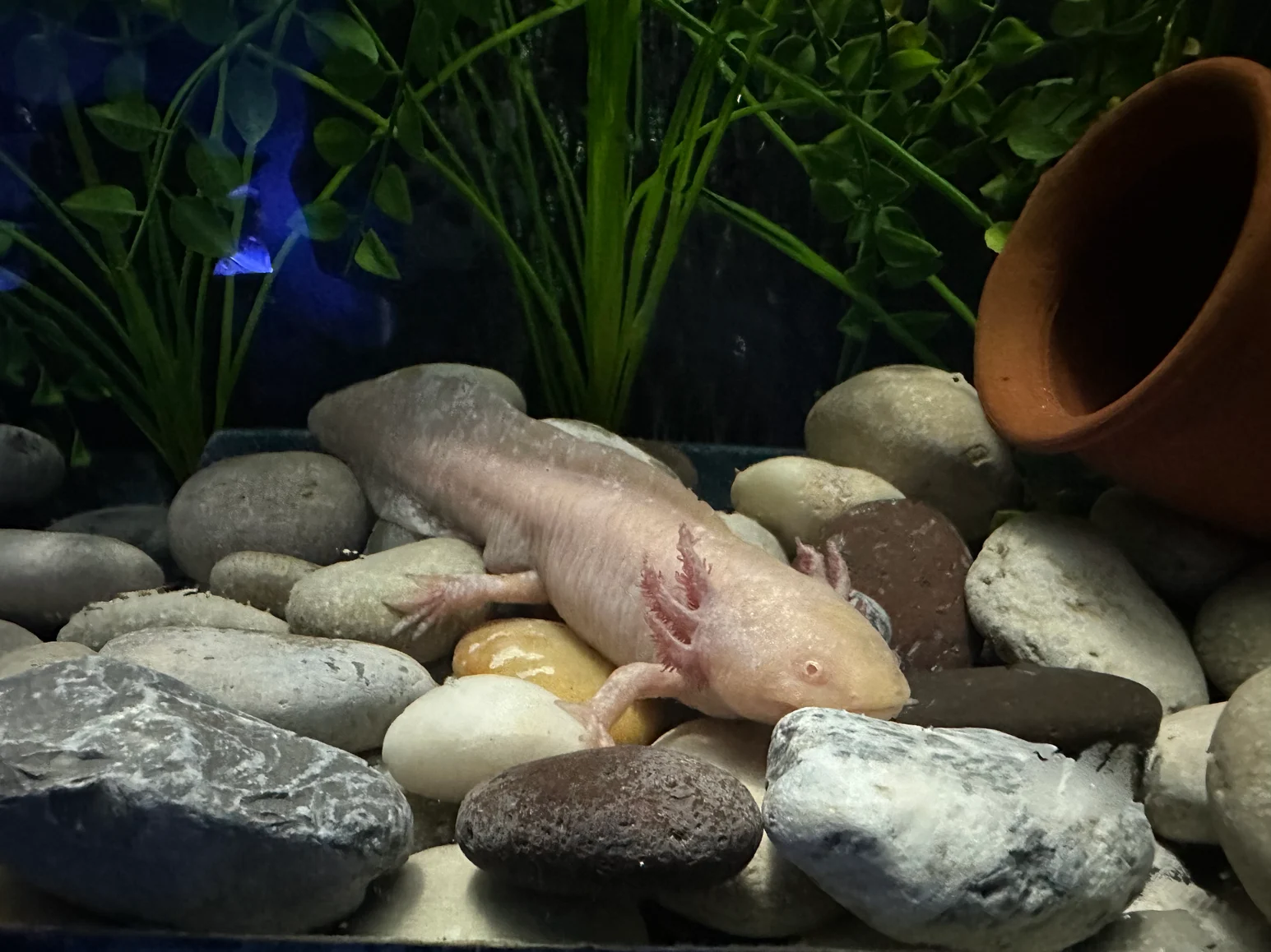 Axolotl Exhibit