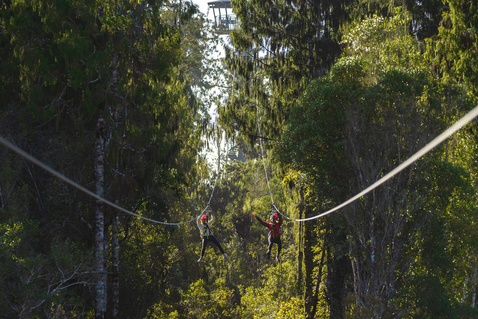 Your experience at Zipline Tsitsikamma