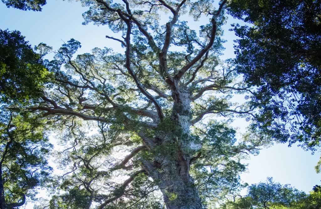 Yellowwood Giants