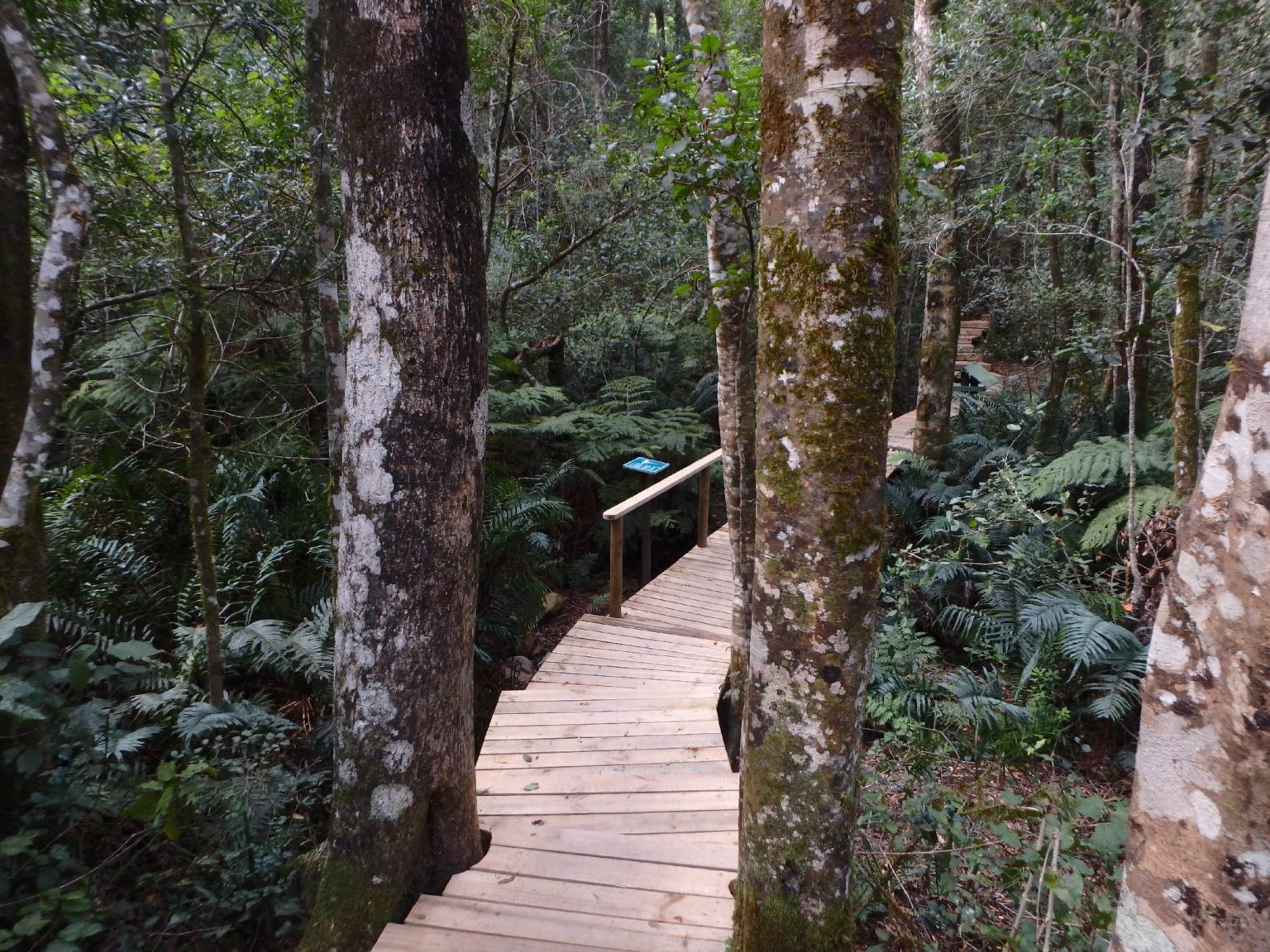 Forest Floor