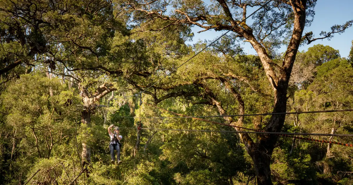 Zipline Tsitsikamma Through Ancient Forest Canopy