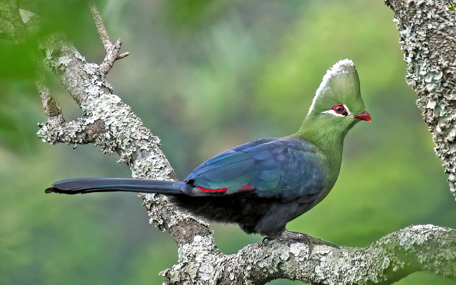 Birdlife Lookout