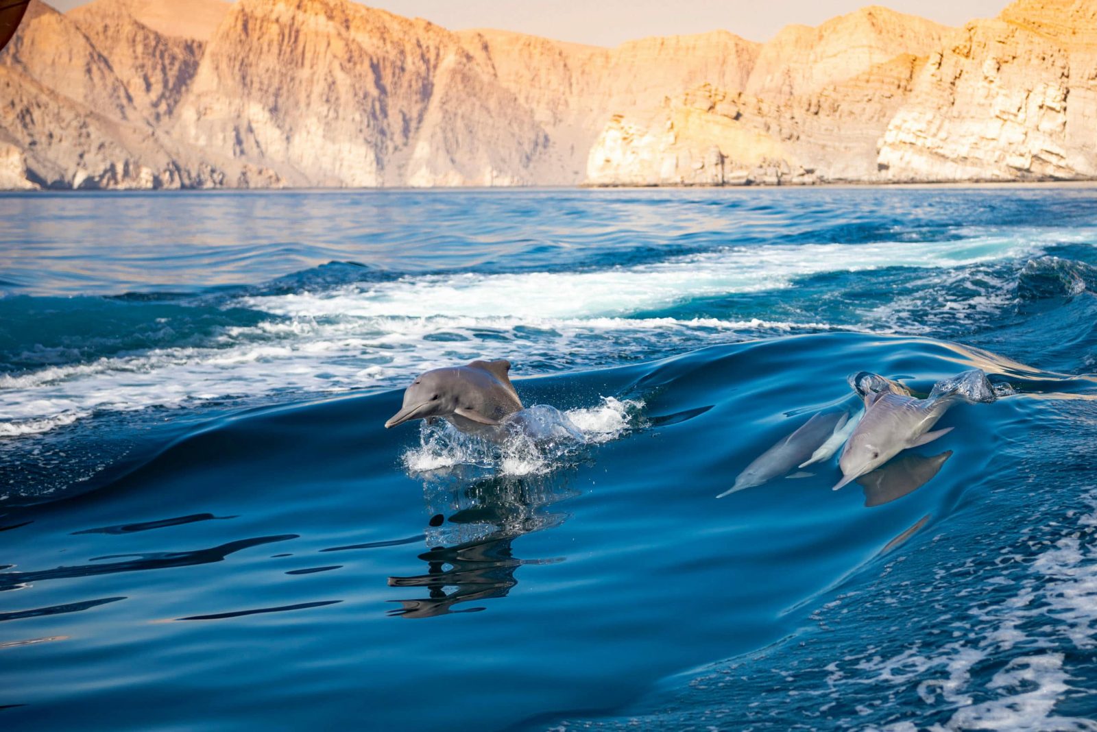 Dolphin Watching Muscat