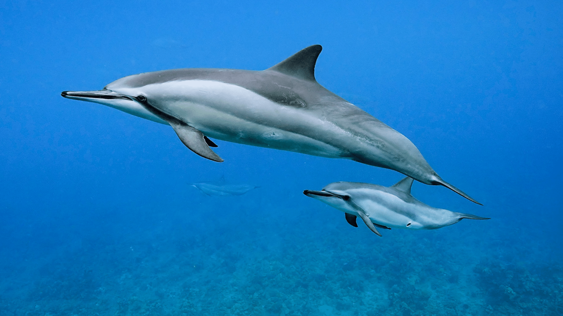 Dolphin Watching Muscat in the Gulf of Oman