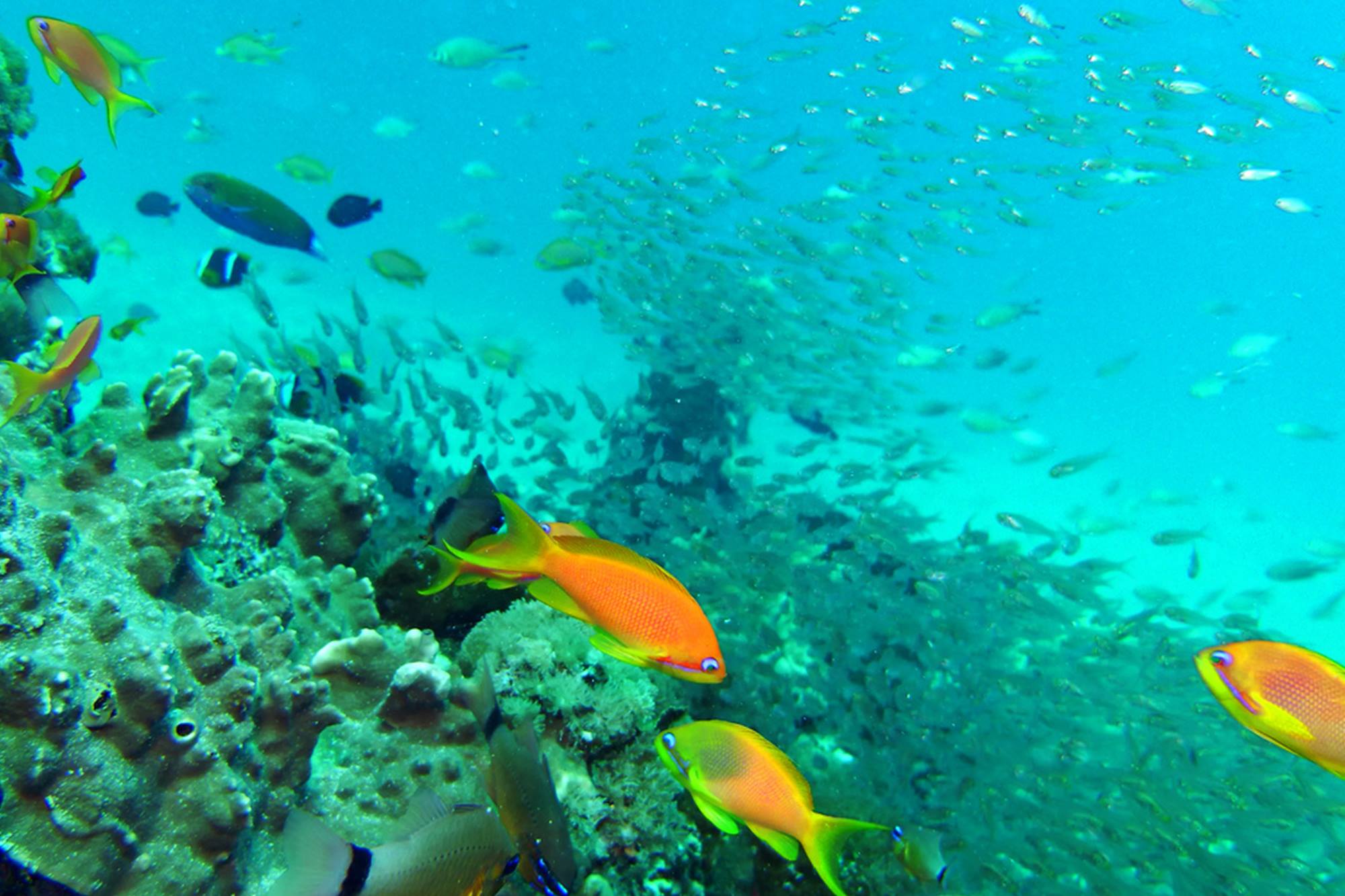 Stone Town Coral Gardens