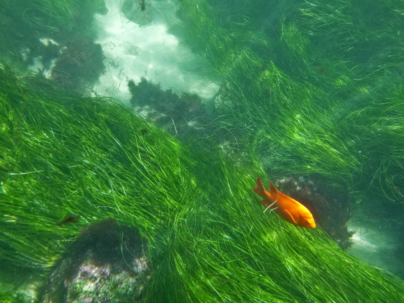 Underwater Ecological Reserve