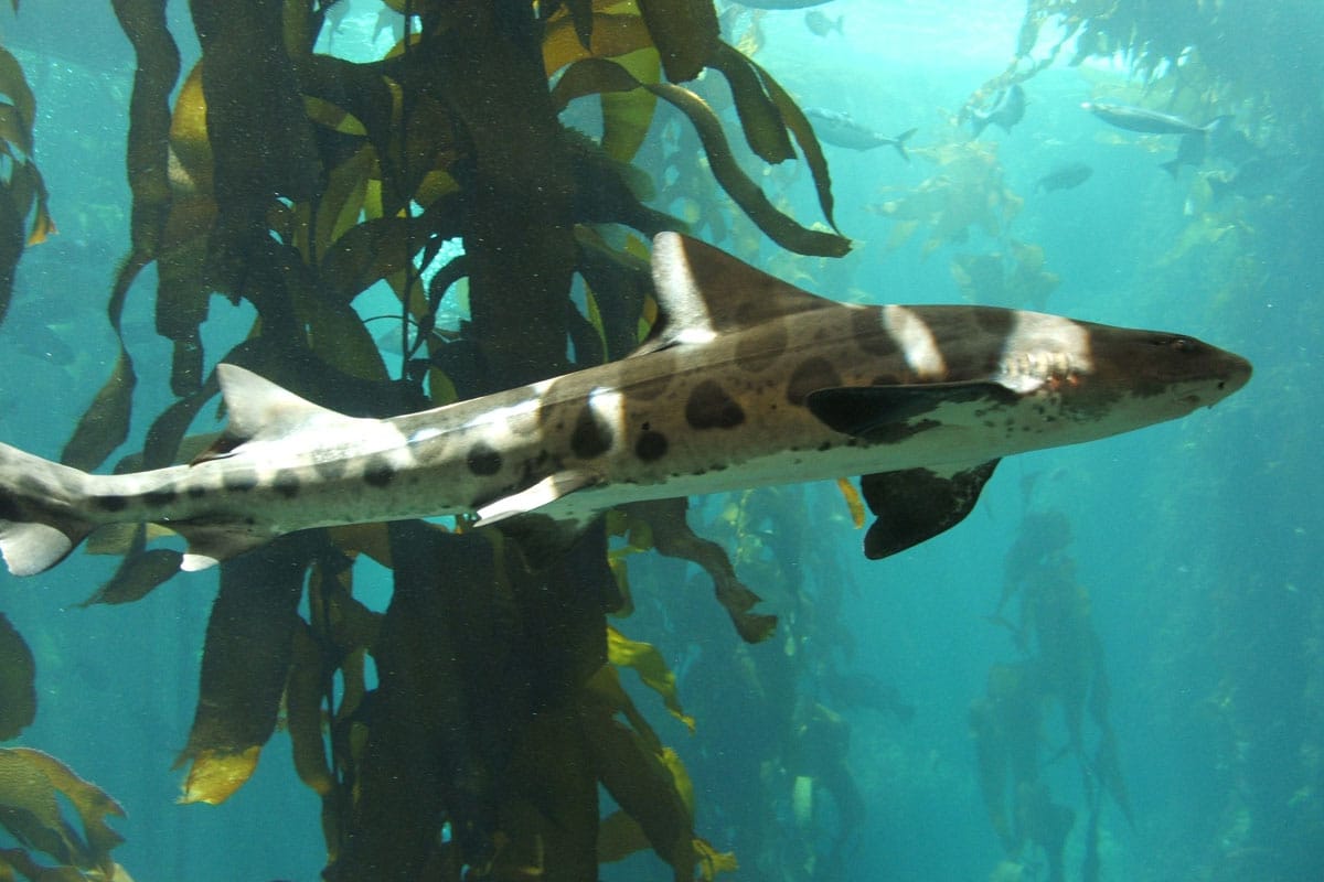Your experience at Snorkeling in La Jolla Cove