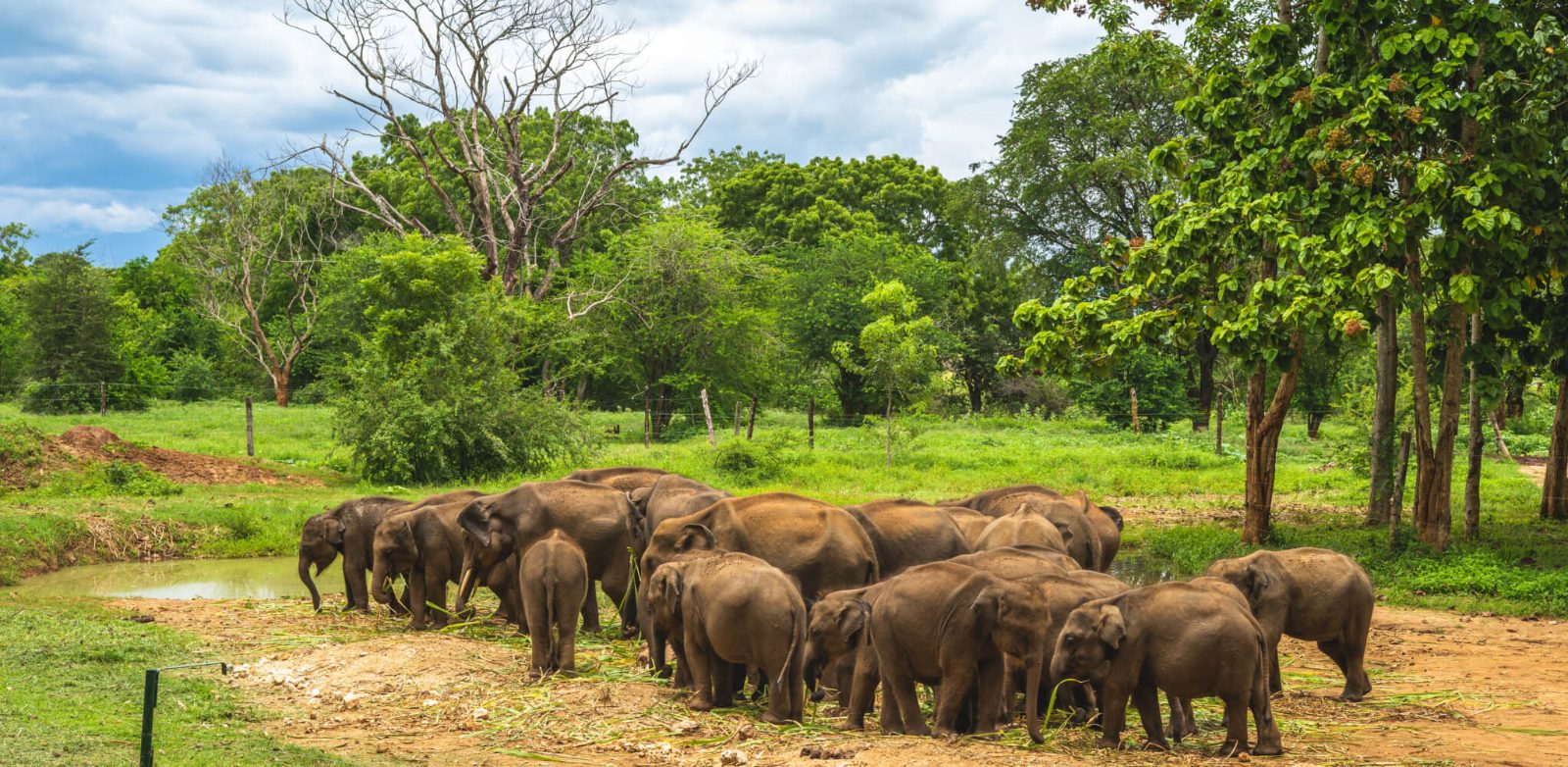 Elephant Transit Home