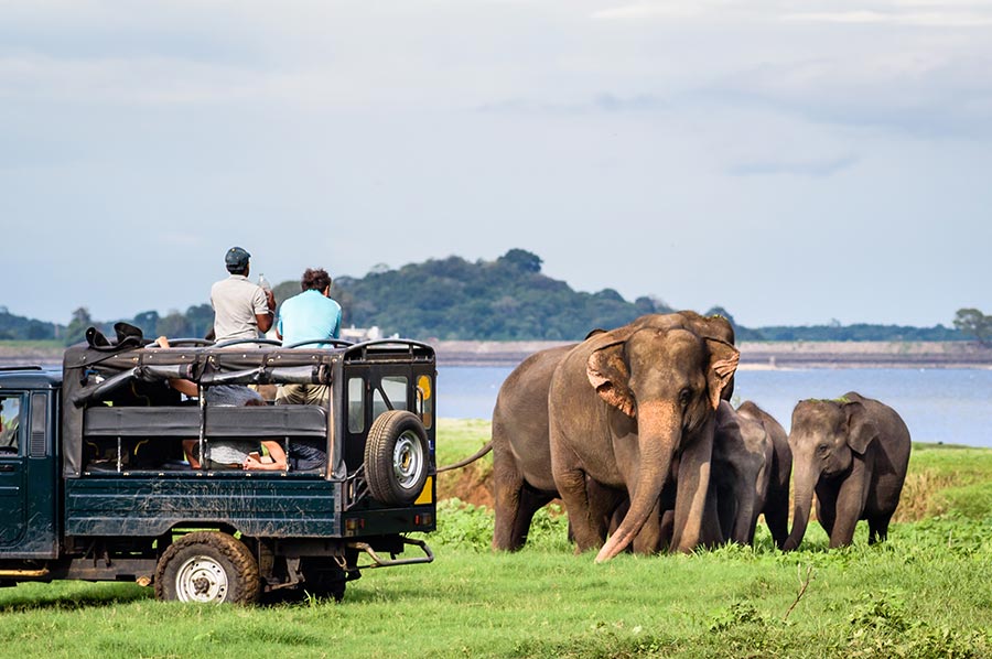 Your experience at Udawalawe Safari