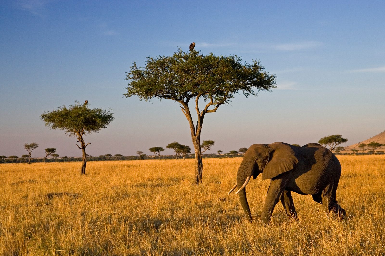 Guinea Grasslands
