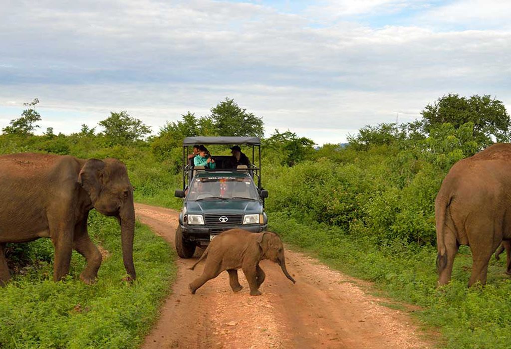 Udawalawe Safari