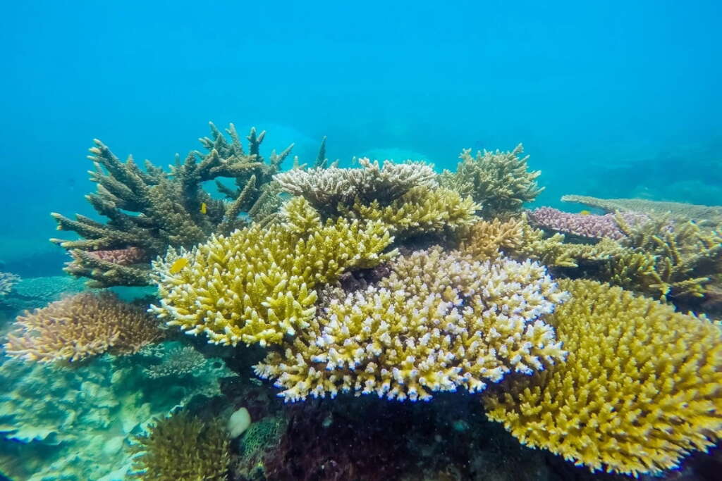 Con Dao Snorkeling Experience