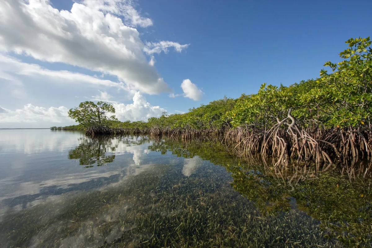 Mangrove Shorelines