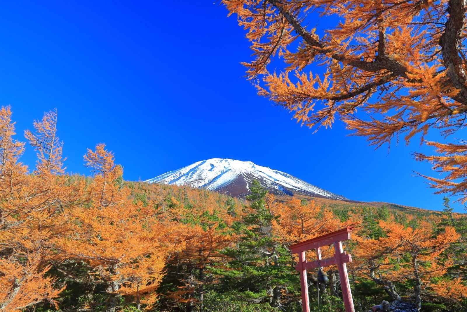 Your experience at Mt Fuji Tour From Shinjuku