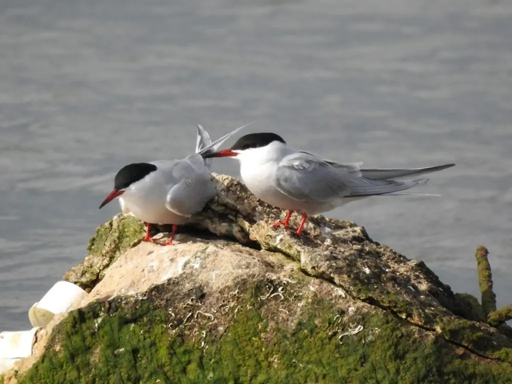 Seabird Nesting Grounds