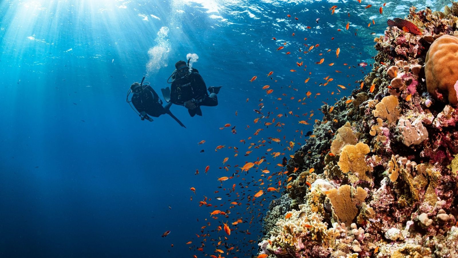 Your experience at Scuba Diving Abu Dhabi