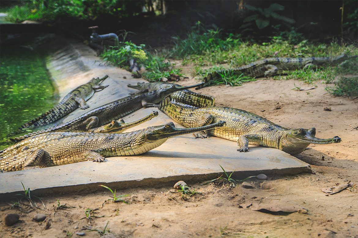 Gharial Conservation Project