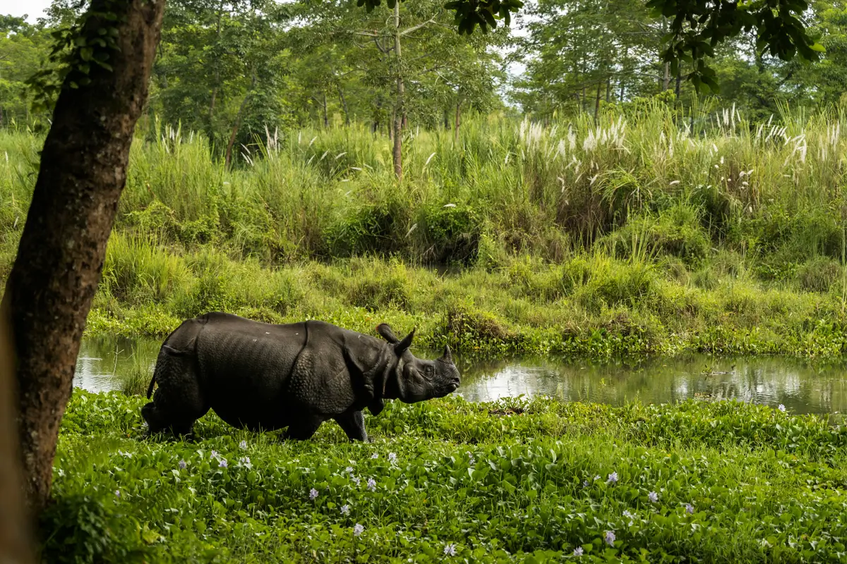 Jeep Safari Chitwan Wildlife Experience