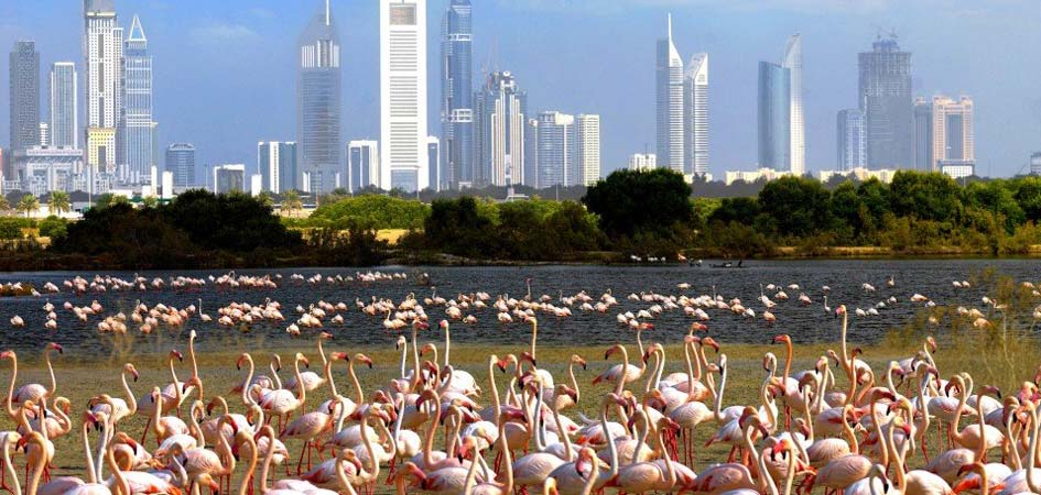 Ras Al Khor Viewpoint