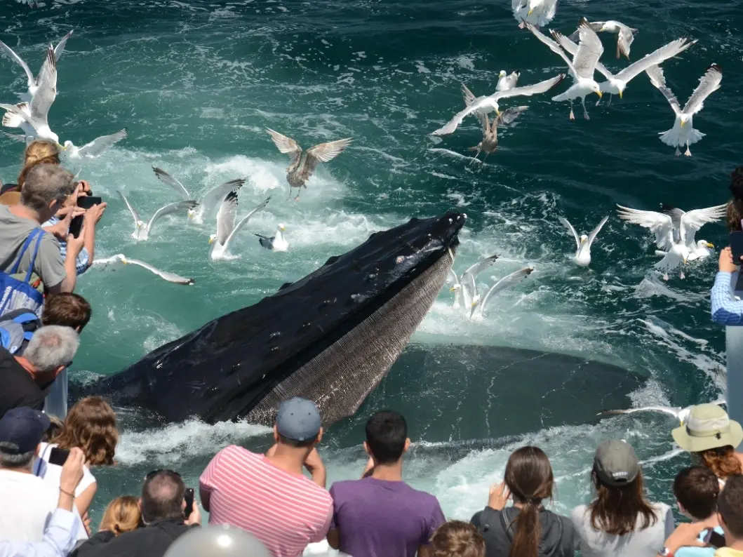 Whale Watch Plymouth Ma