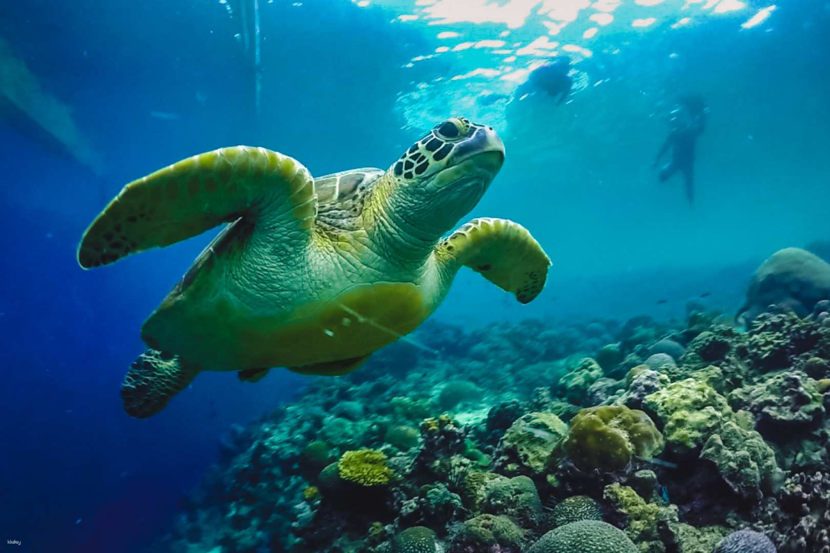 Moalboal Snorkeling