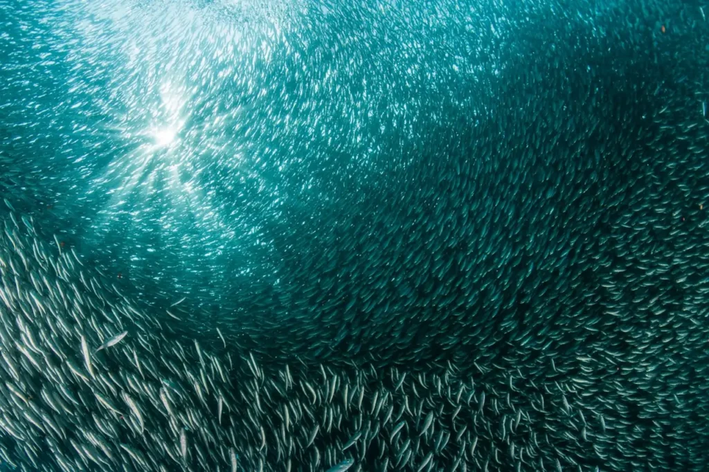 Sardine Run