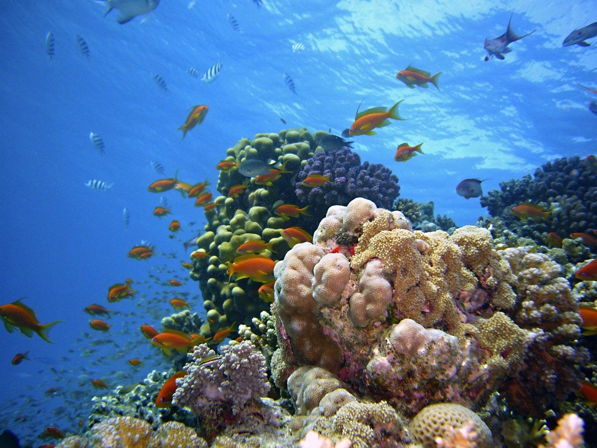 Coral Garden