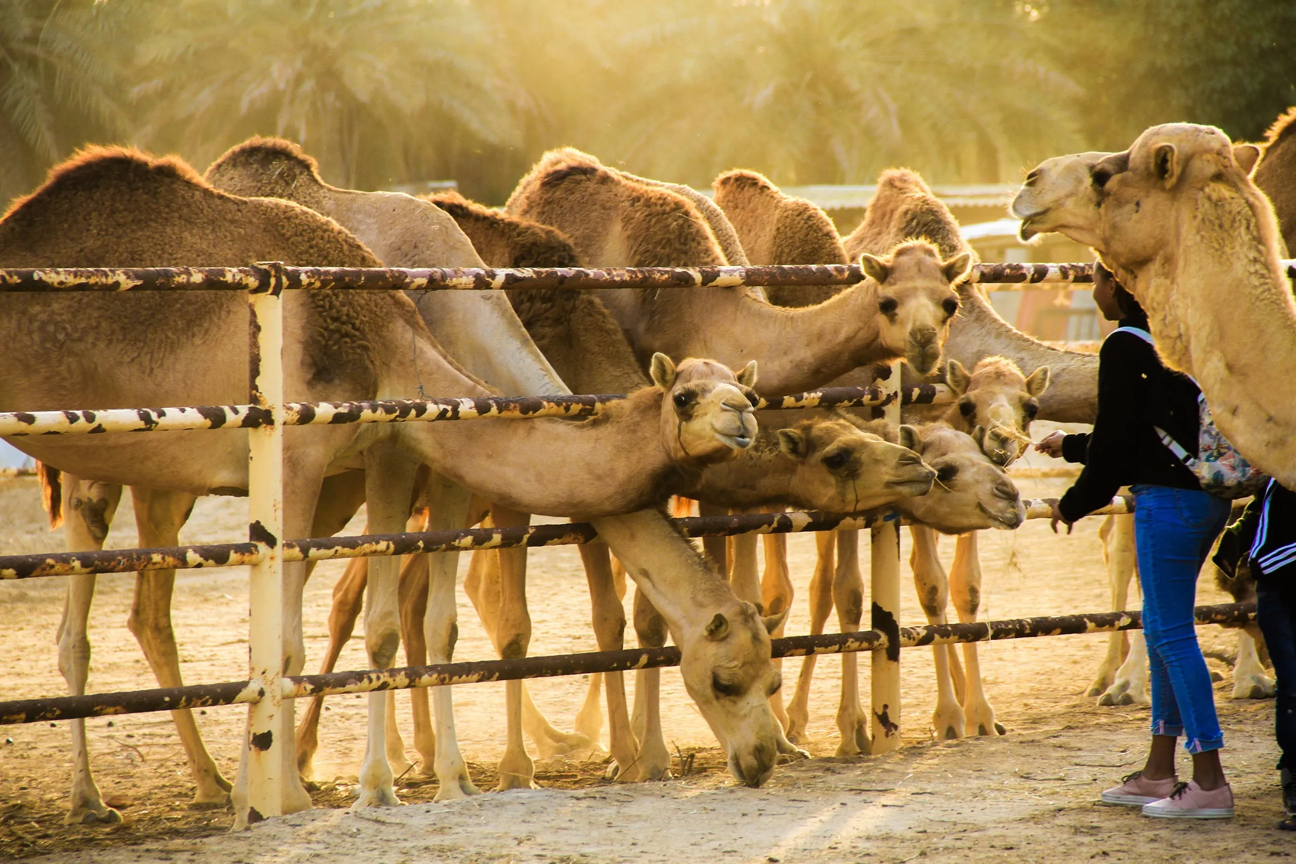 Camel Farm