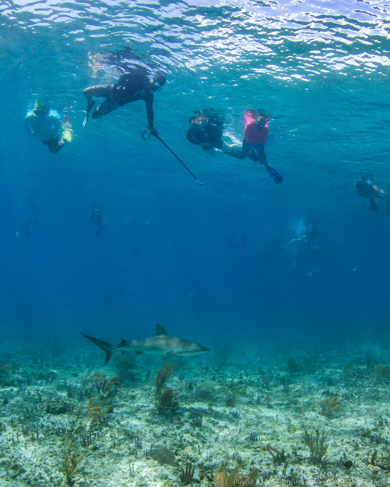 Your experience at Bimini Bahamas Snorkeling