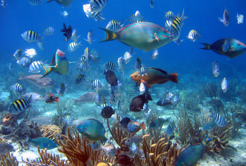 Cabeza de Toro Reef