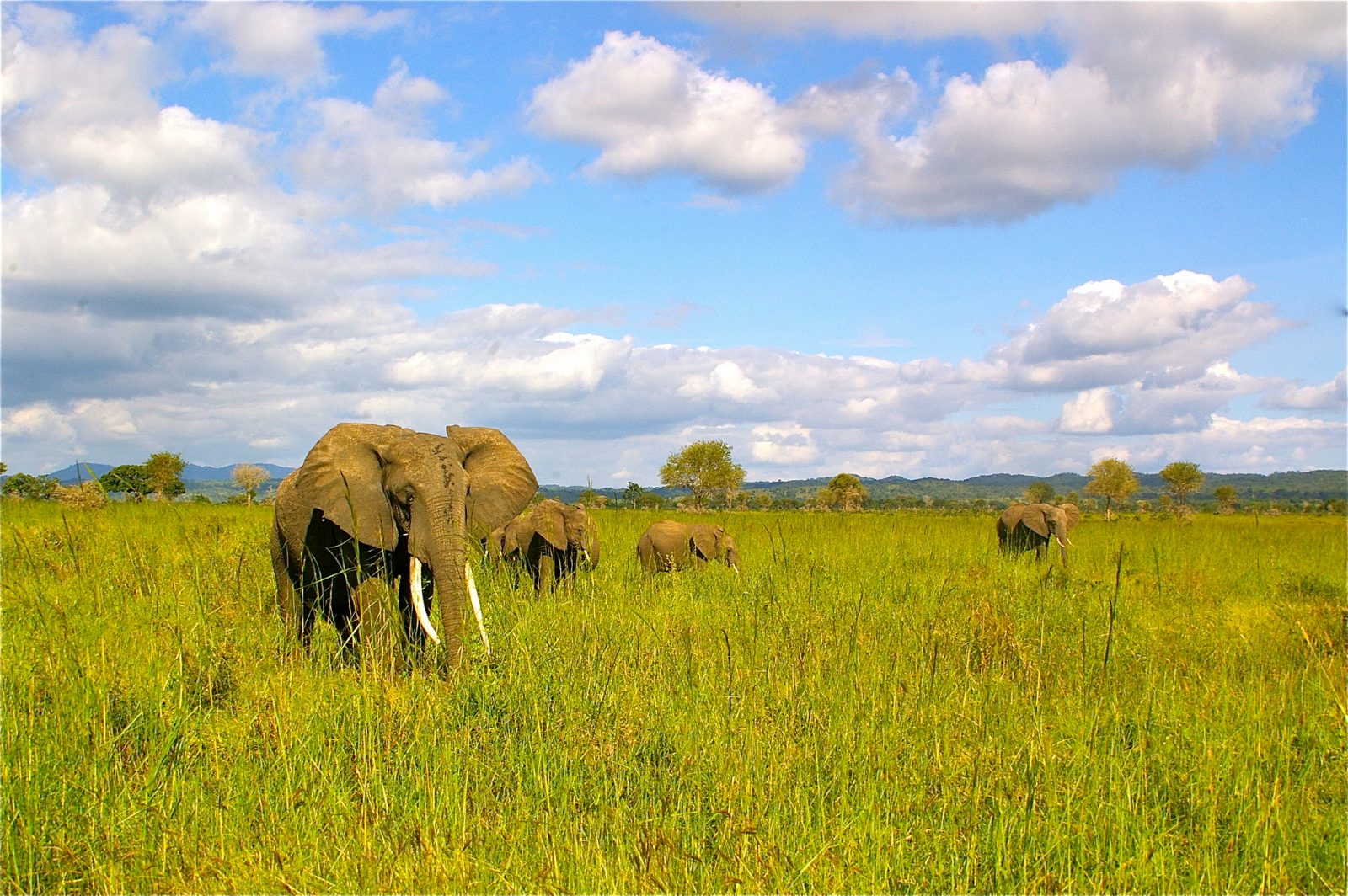 Does Zanzibar Have Safari