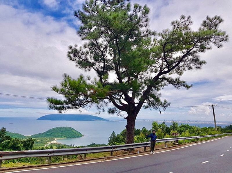 Lonely Pine Tree