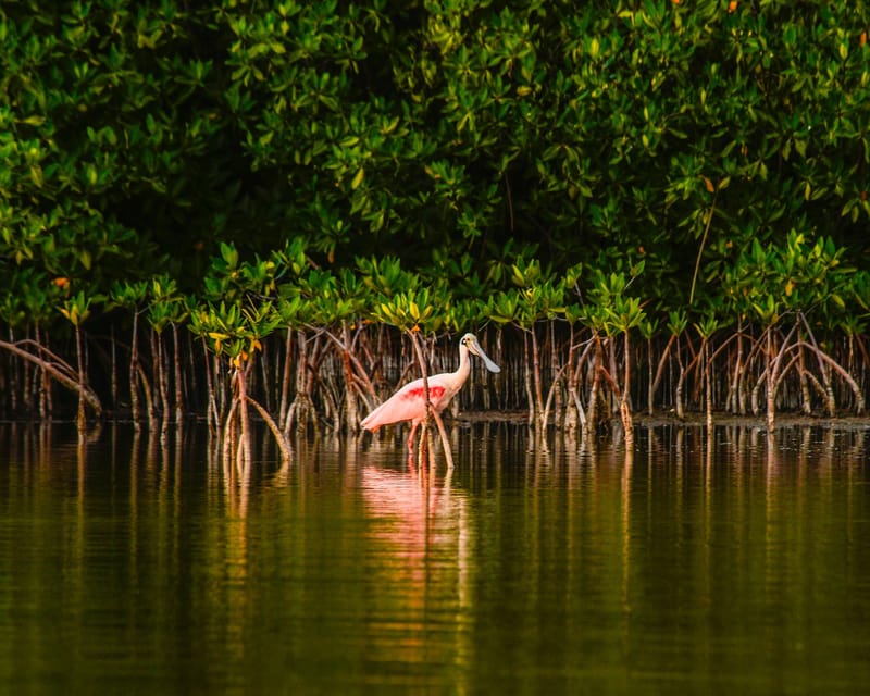 Lagoon Wildlife Sightings
