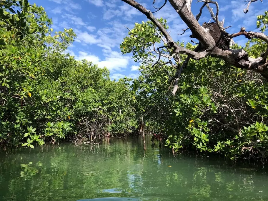 Mangrove Tunnel Channels