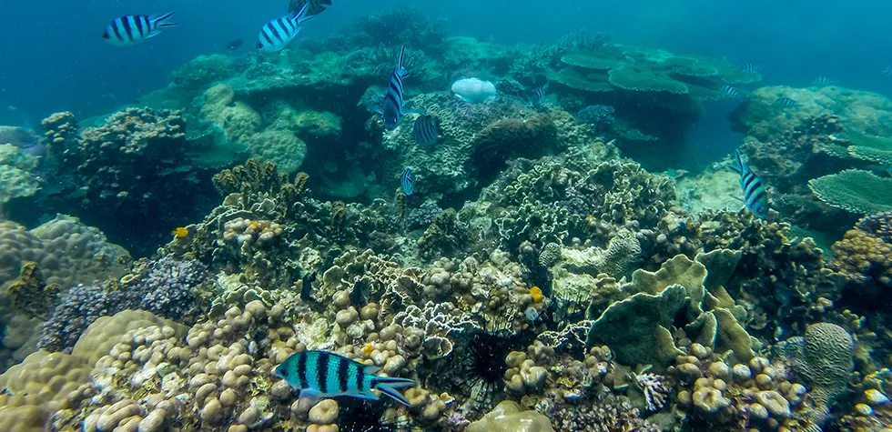 Koh Nang Yuan
