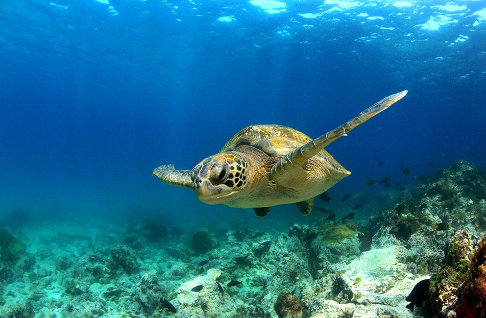 Koh Samui Snorkeling Turtles