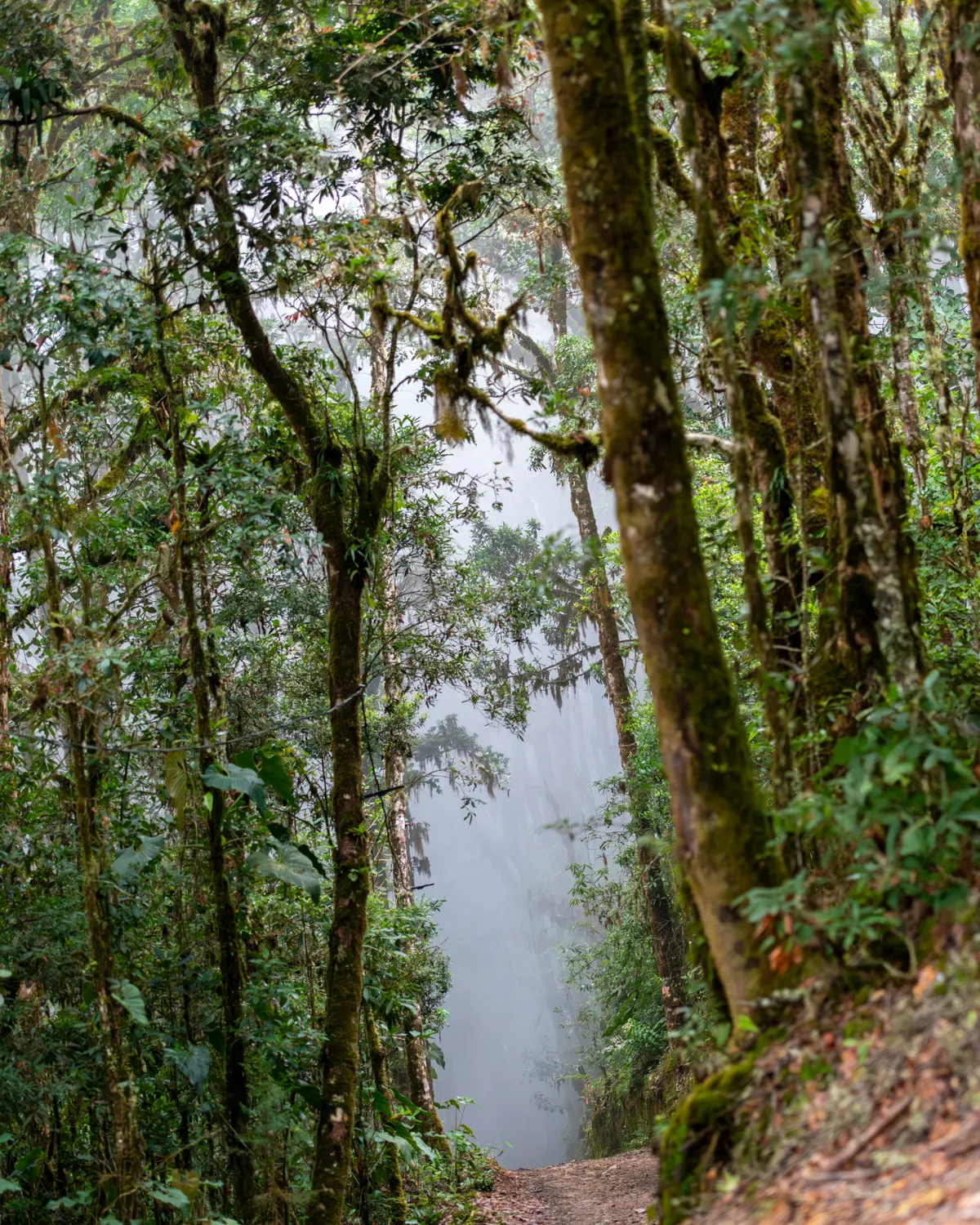 Sendero Bosque Nuboso