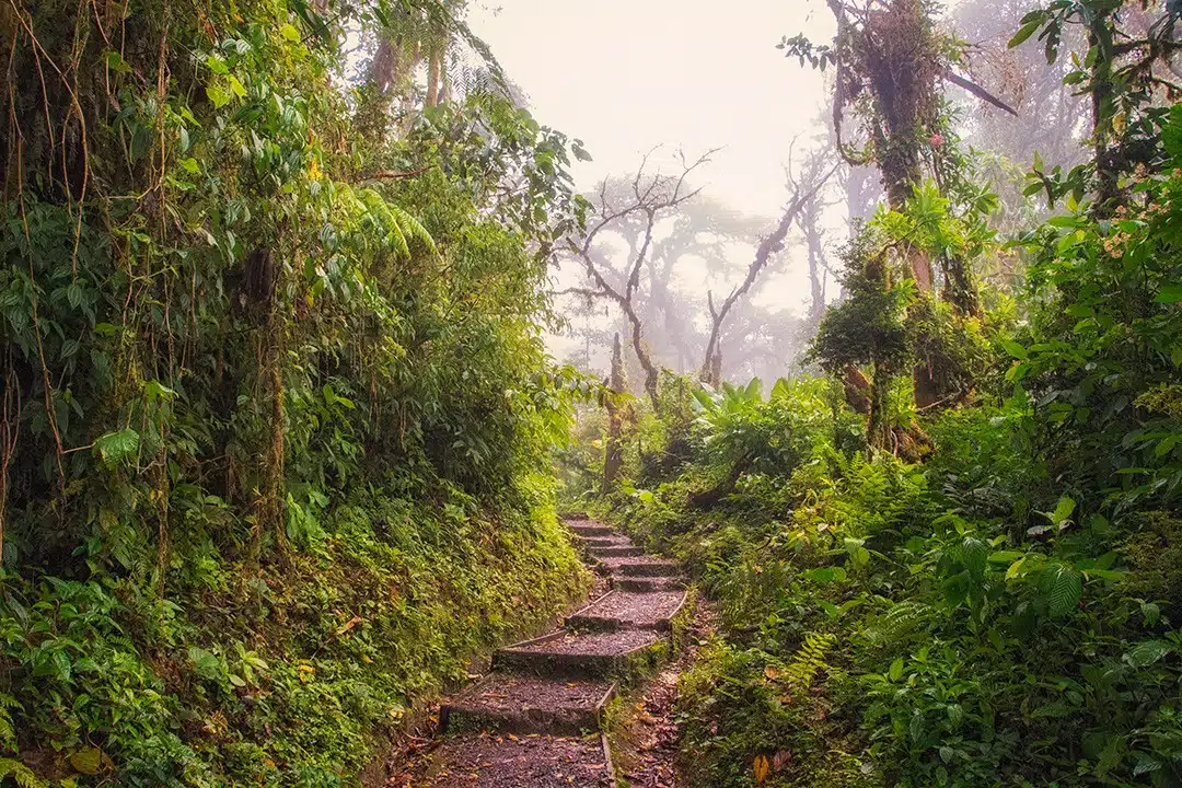 Santa Elena Cloud Forest Reserve