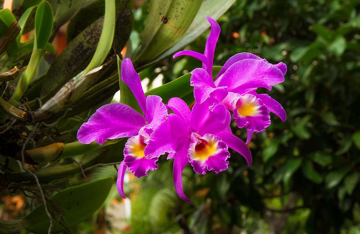 Monteverde Orchid Garden