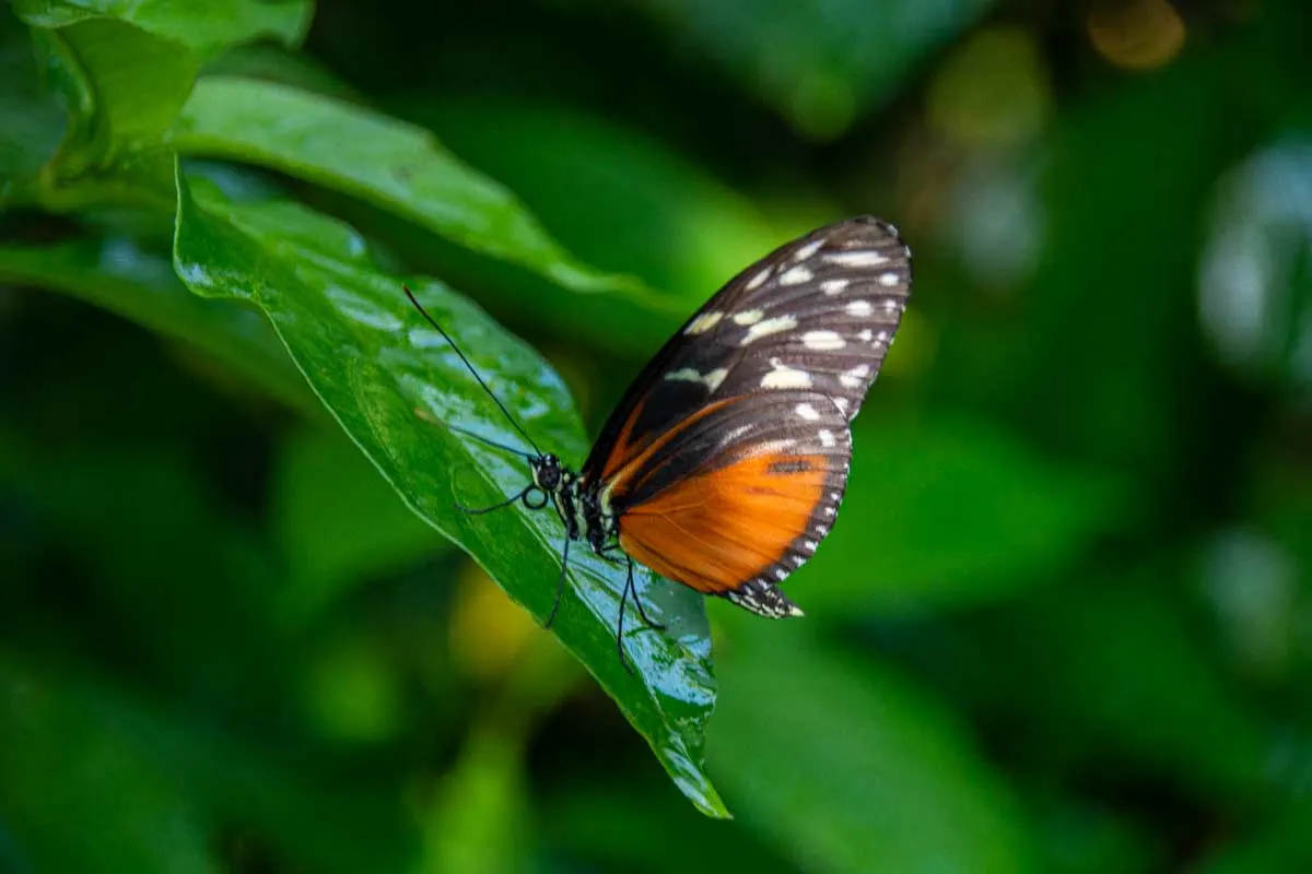 Monteverde Butterfly Gardens
