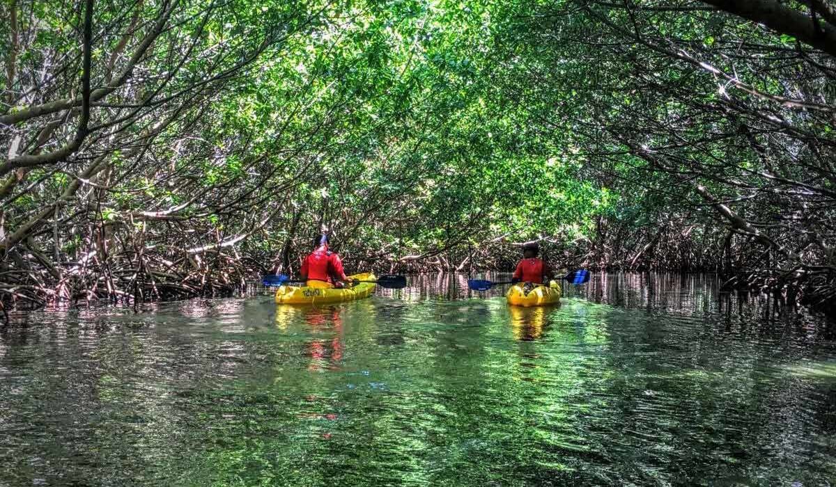 Las Croabas Mangroves