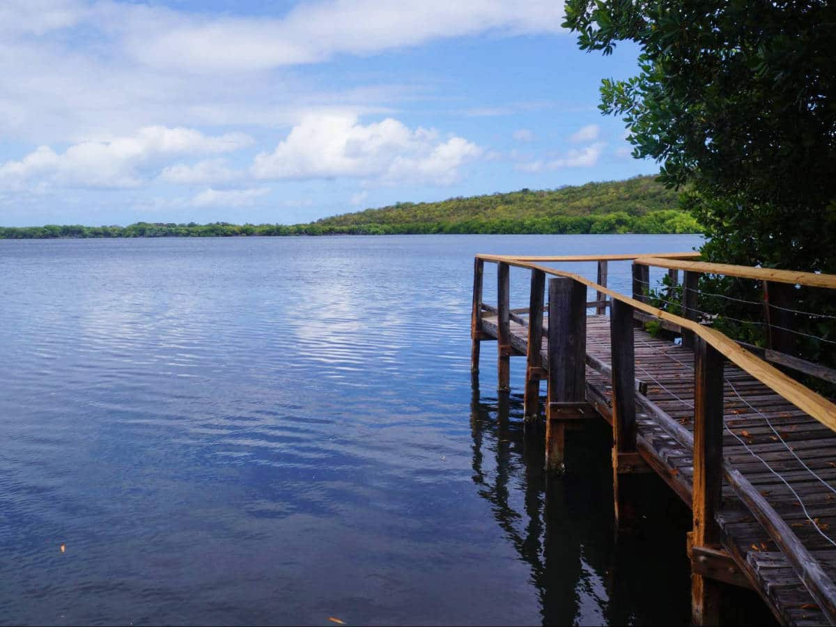 Mangrove Boardwalk