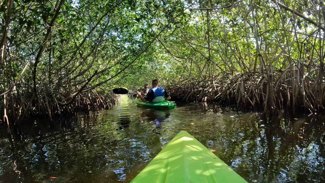 Your experience at Bioluminescent Bay Tour From San Juan