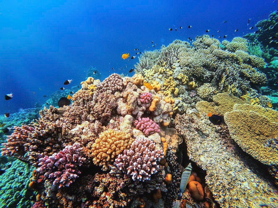 Marsa Alam Snorkeling Price