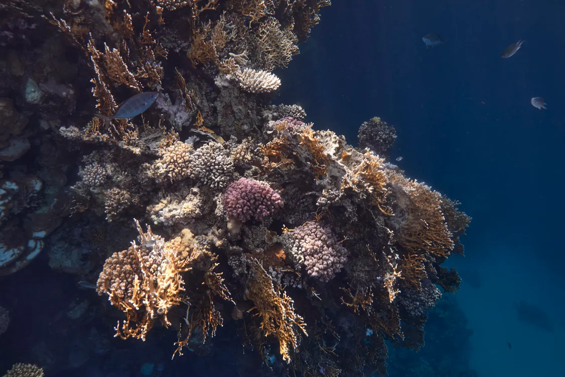 Marsa Alam Diving Spots