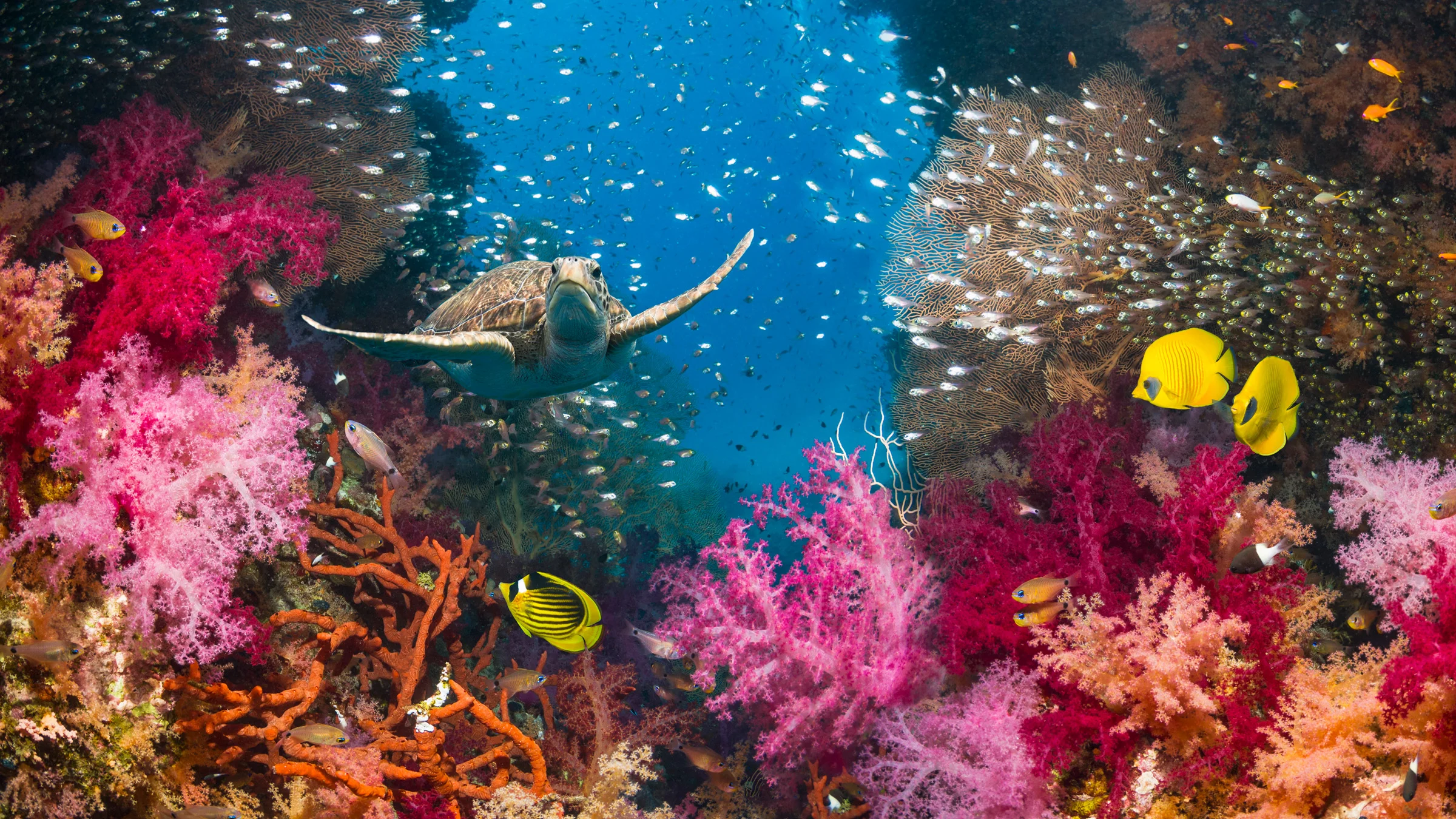 Samadai Reef